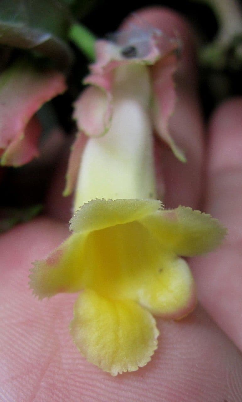 Drymonia 4