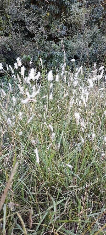 Bothriochloa 6