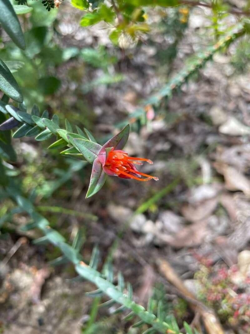 Darwinia citriodora