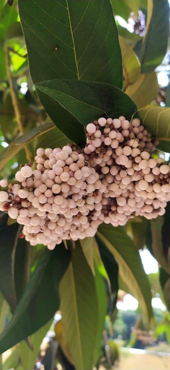 Callicarpa 2