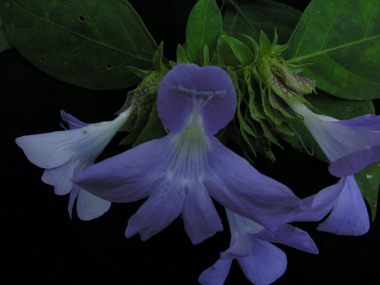 Barleria 2