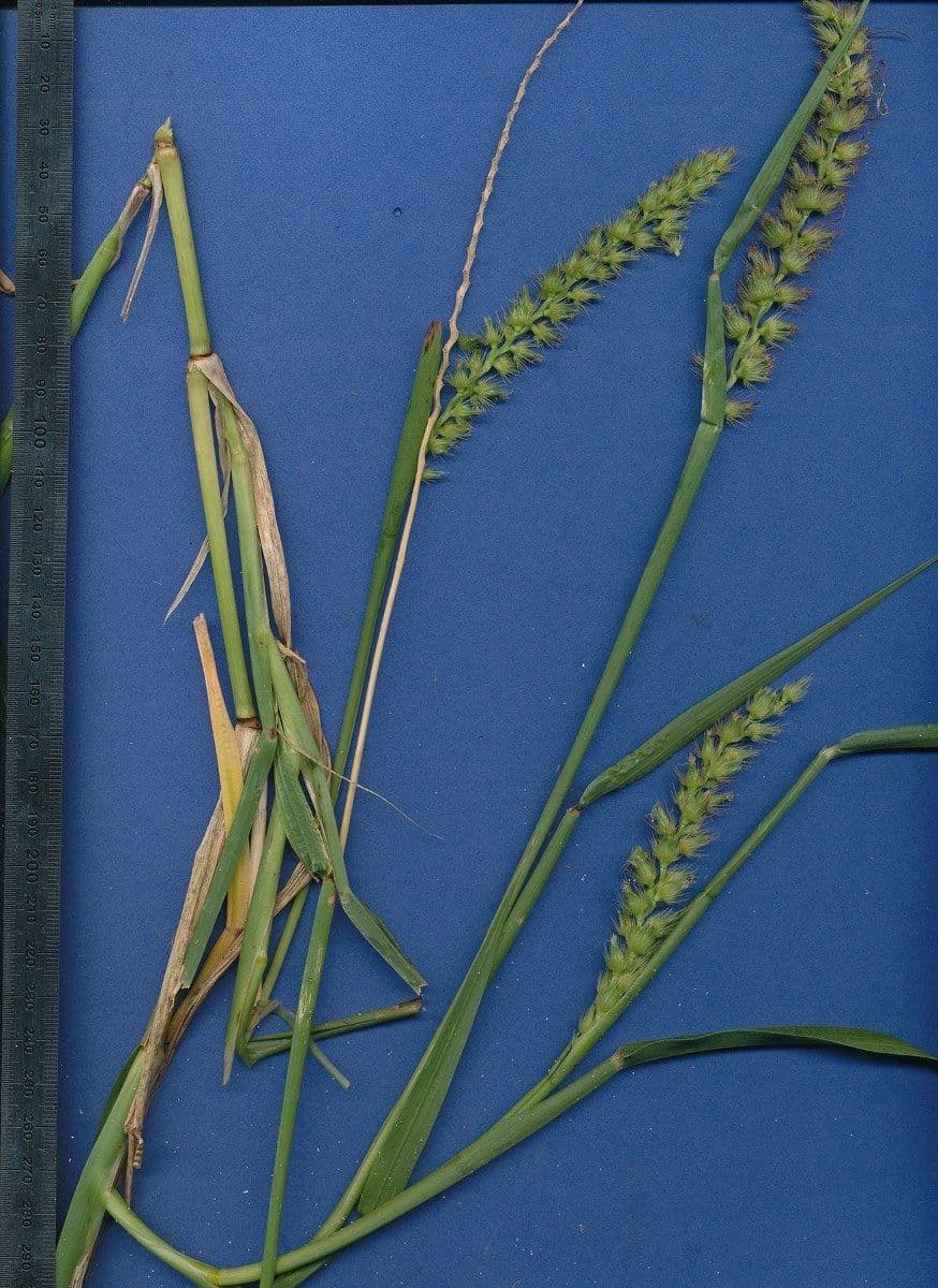 Cenchrus biflorus 3