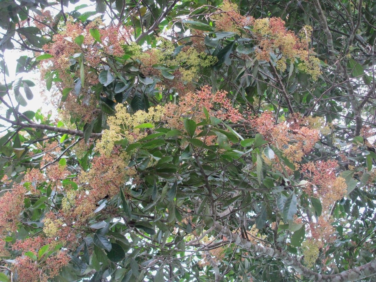 Ocotea insulare 9