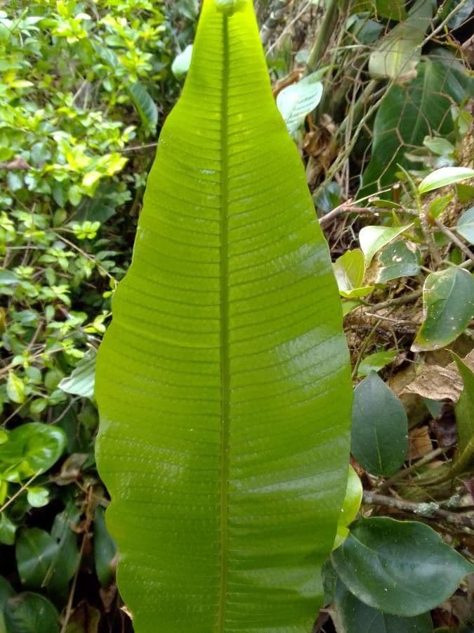 Thelypteris 4