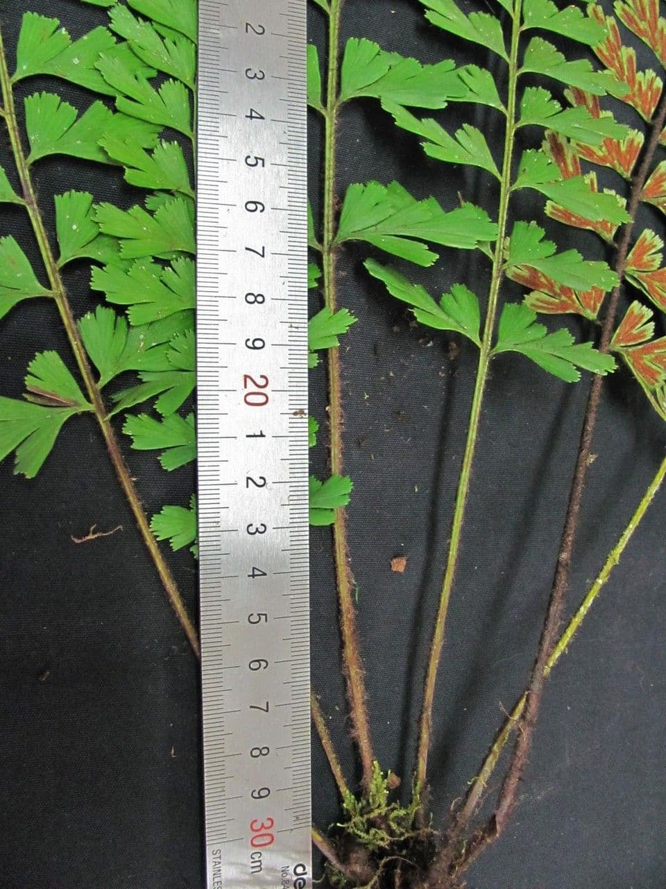 Asplenium praemorsum 8