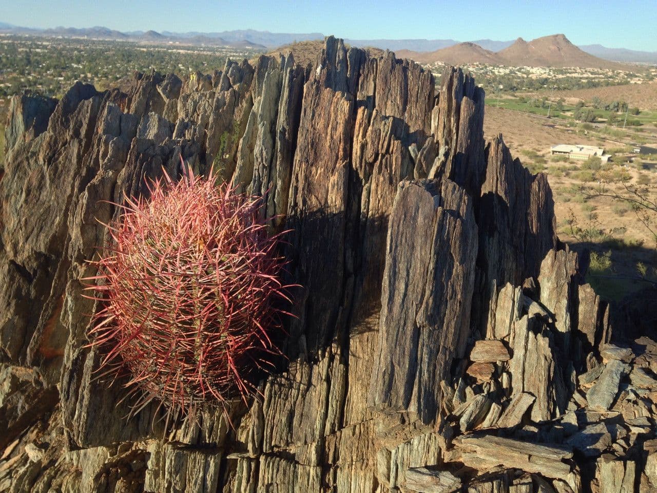 Cactus barile di Leconte 12