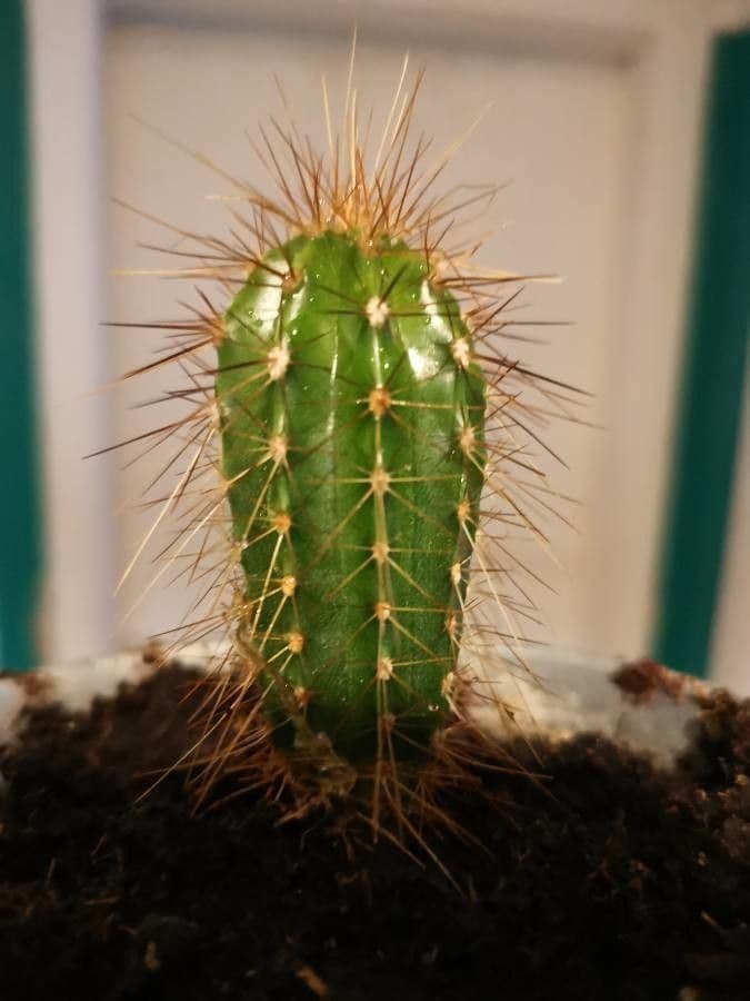 Pilosocereus pachycladus 11