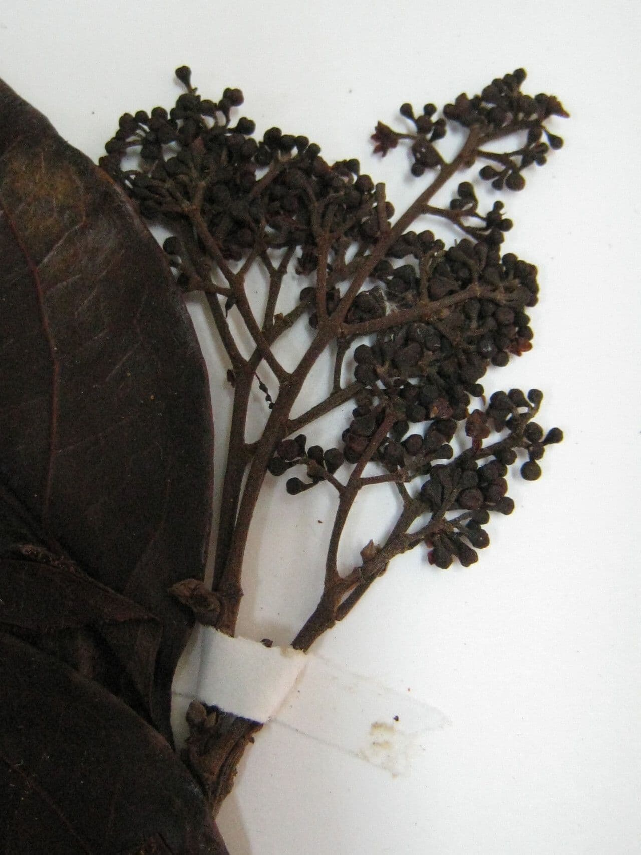 Ocotea 3