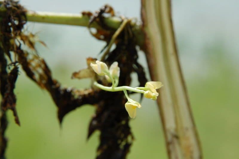 Utricularia foliosa 16