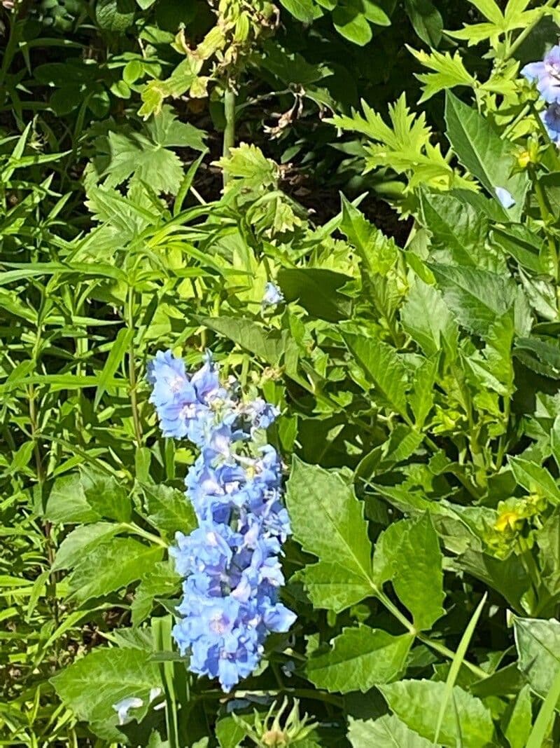 Penstemon cyananthus 11