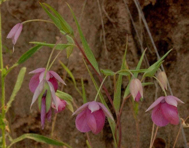 Schöne Kalochortus 2