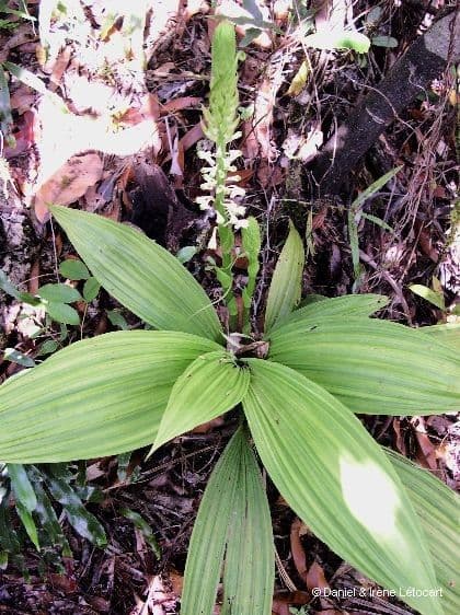 Calanthe di Balansa 7