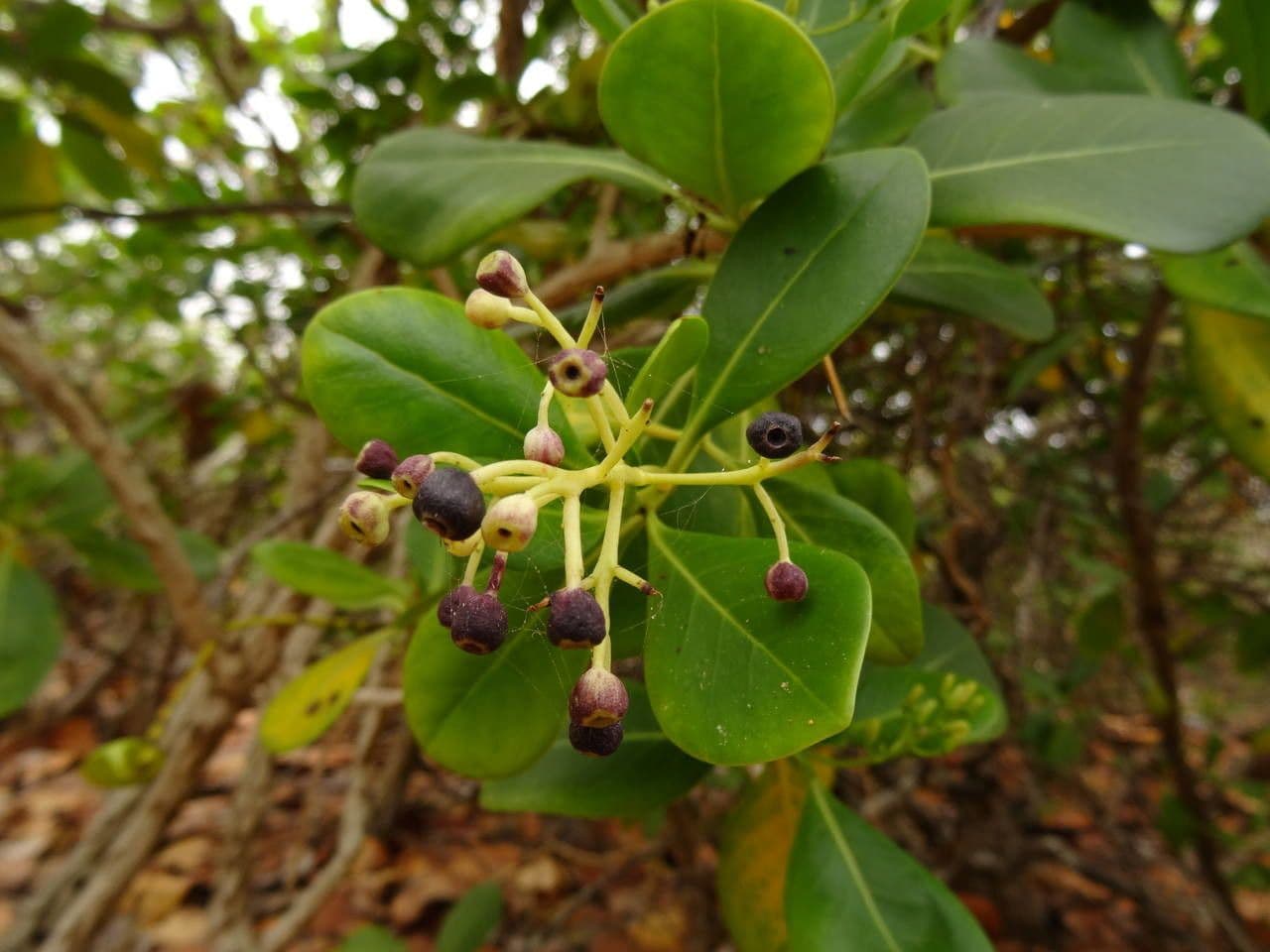 Erithalis 3