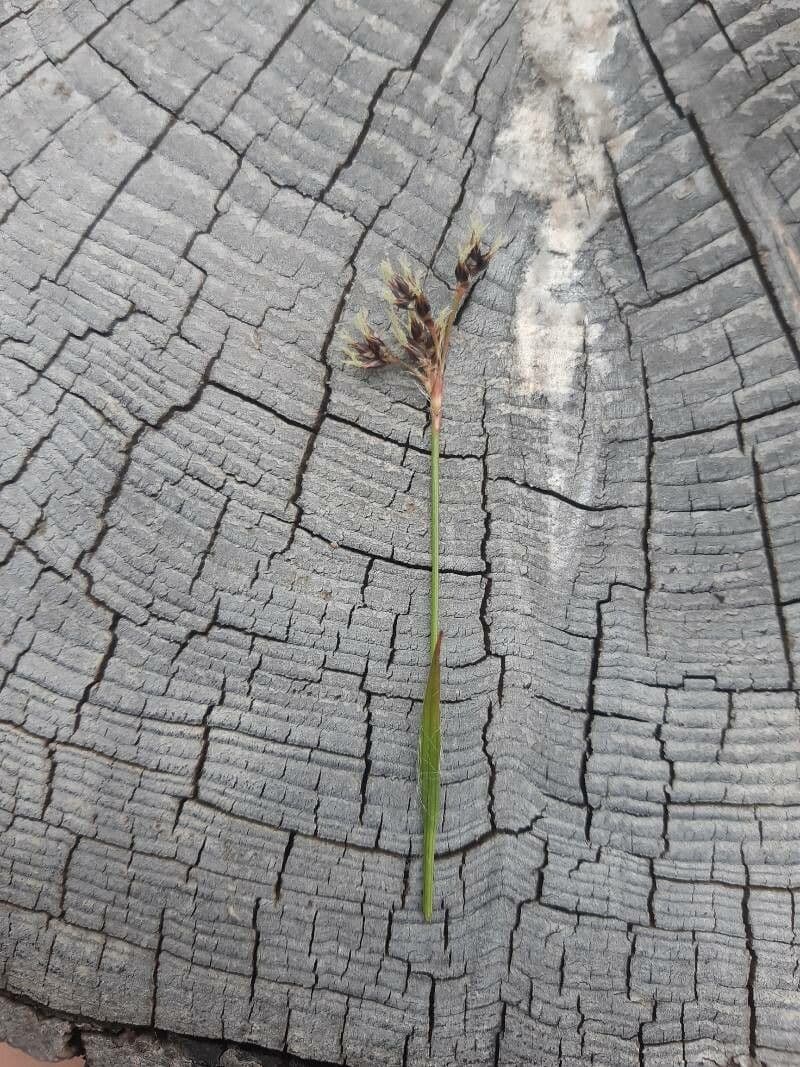 Erba lucciola comune 8