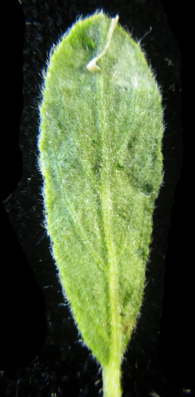 Cisto 16