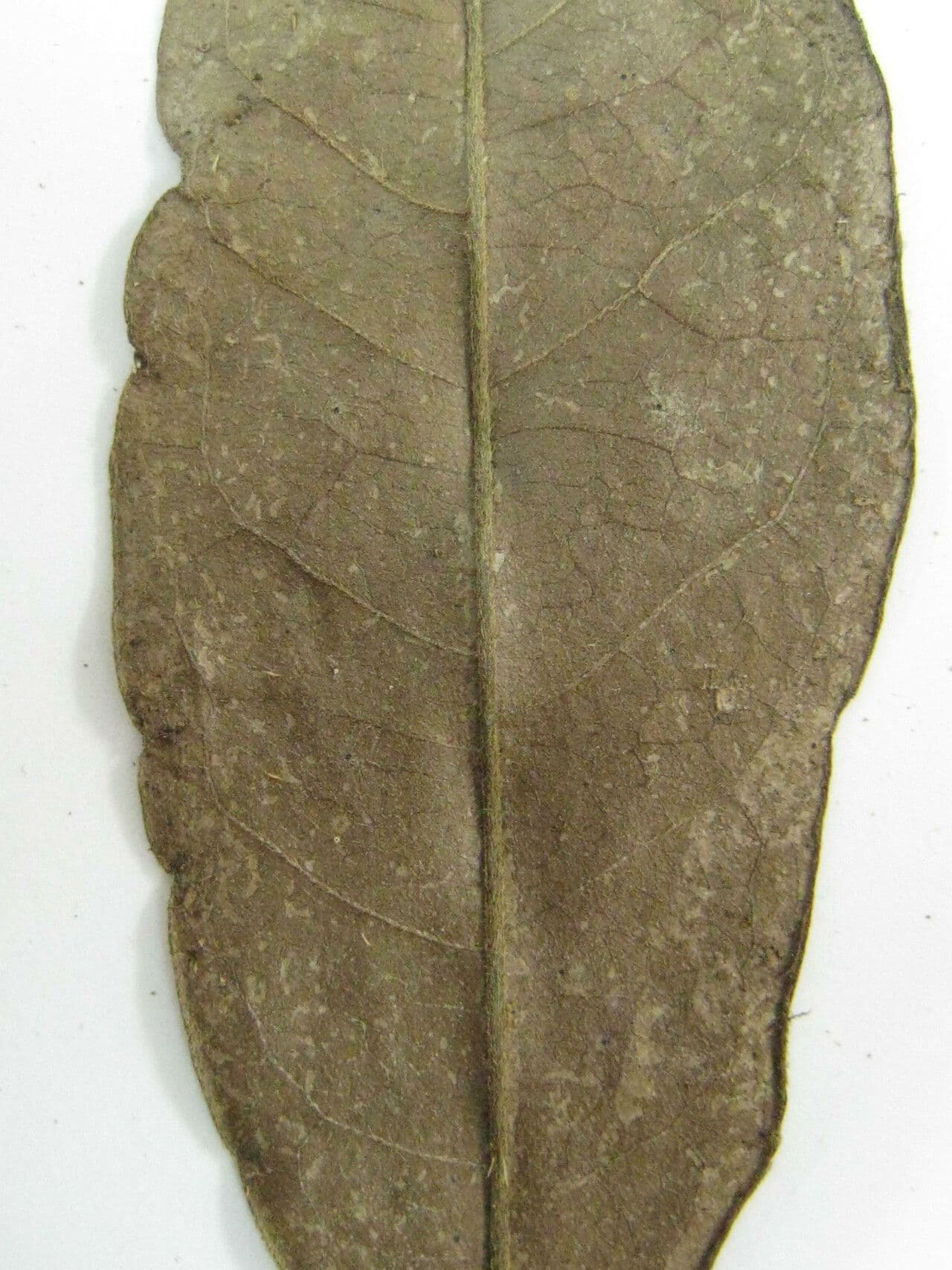 Tapura singolare 5