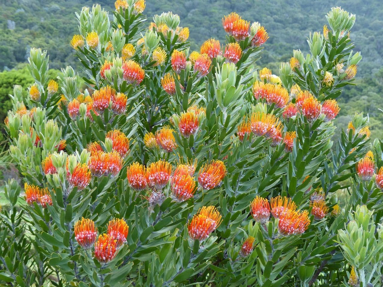 Leucospermum 6