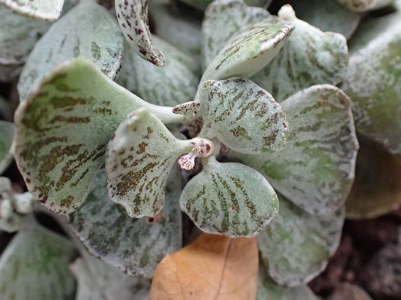 Kalanchoe romboidalna