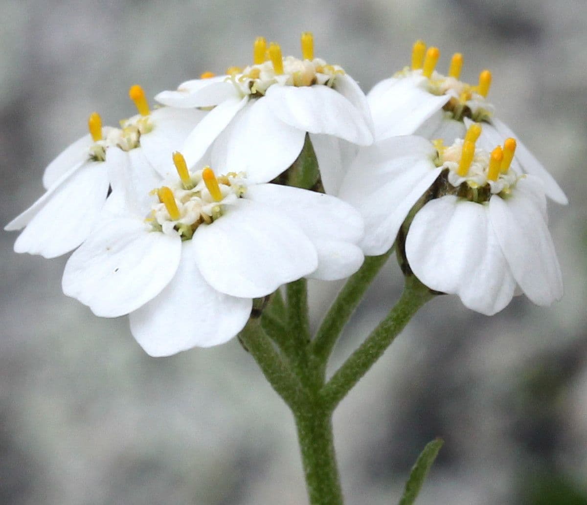 Achillea erba-rotta 5