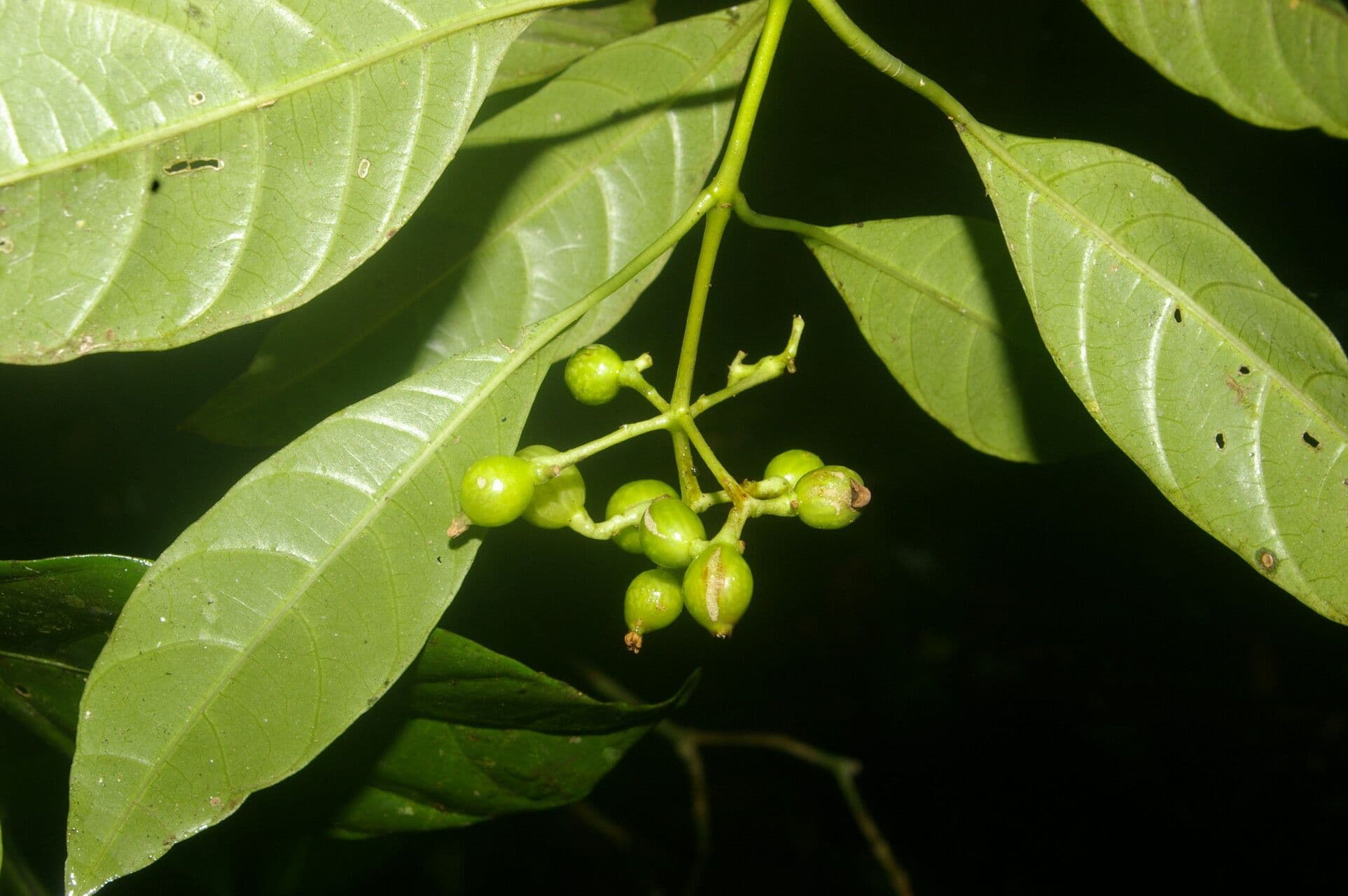 Palicourea 2