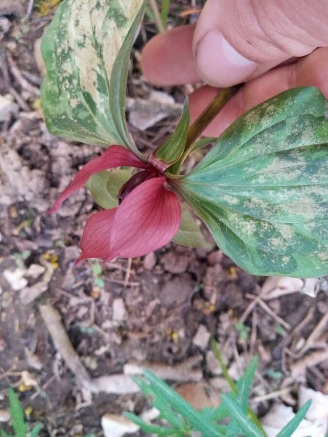 Trillium cuneatum 5