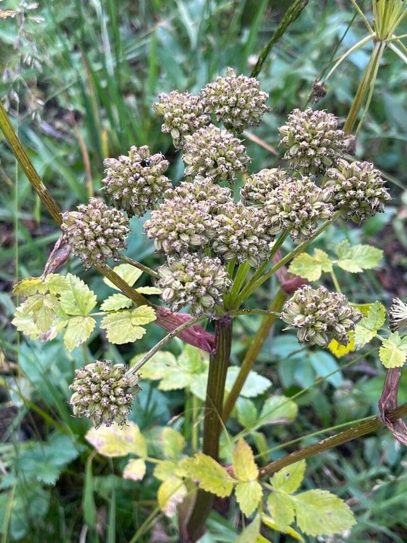 Pastinaca d'acqua 17