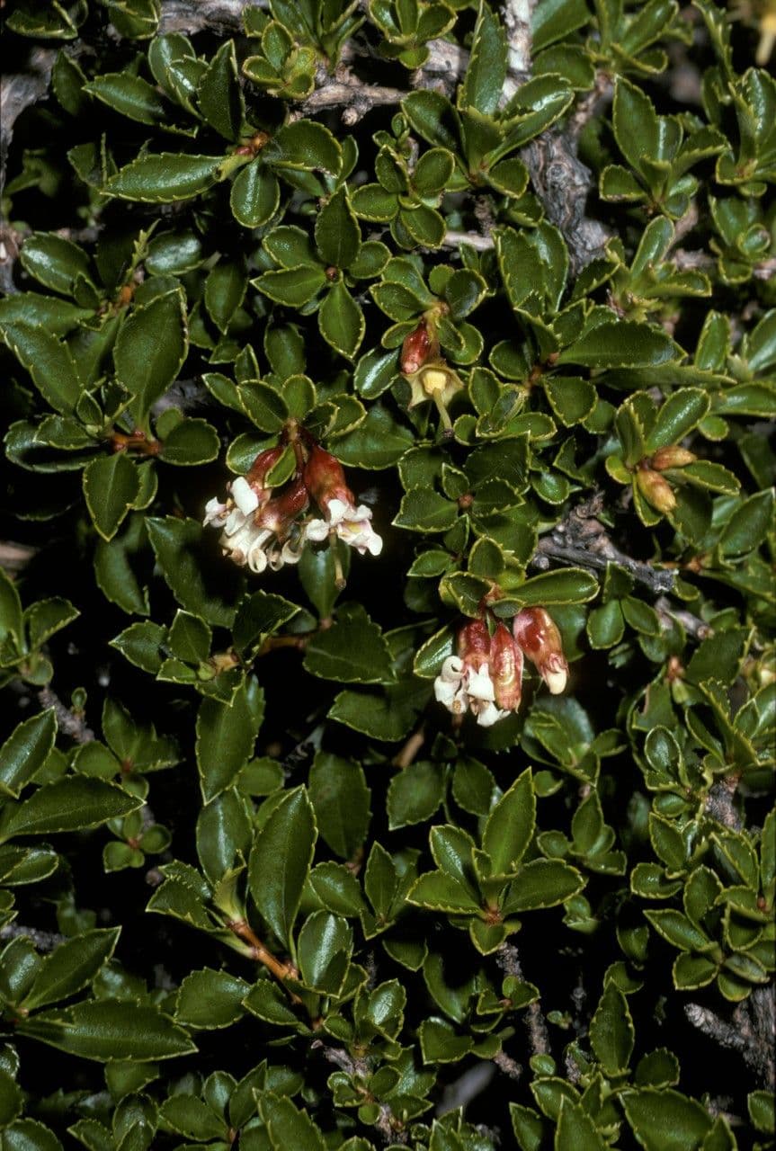 Escallonia