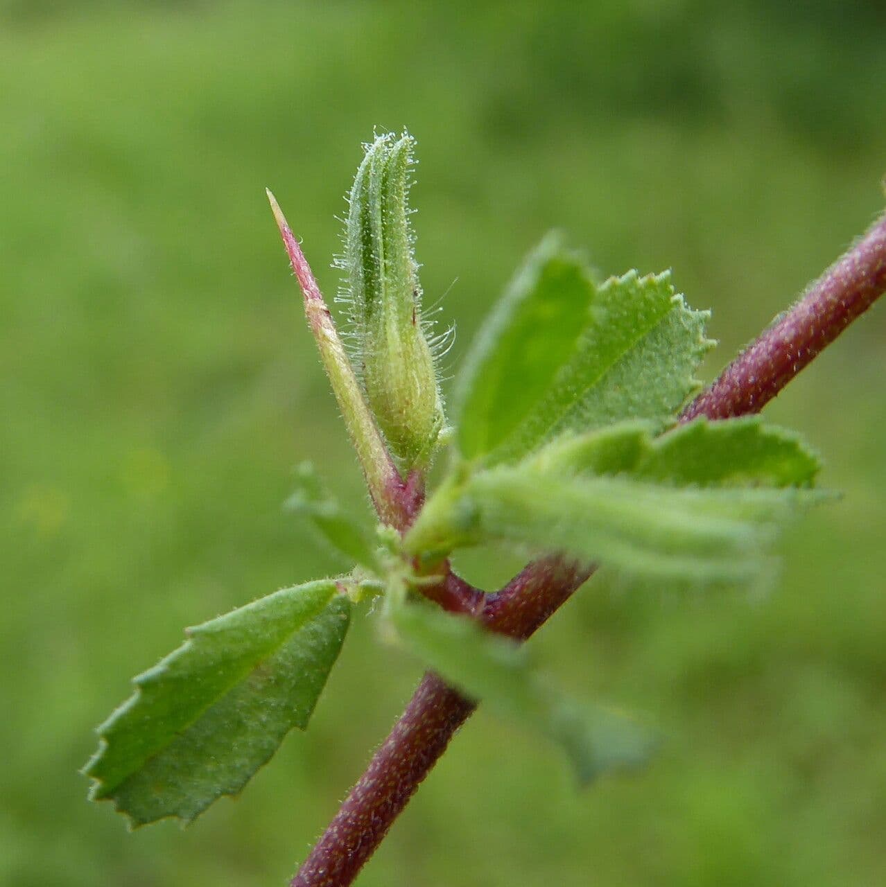 Ononide spinosa 25
