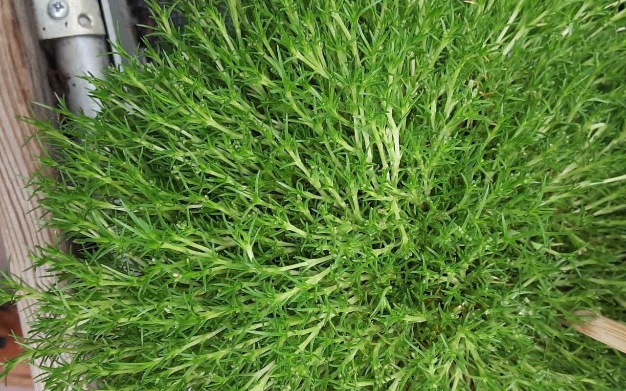 Scleranthus 12