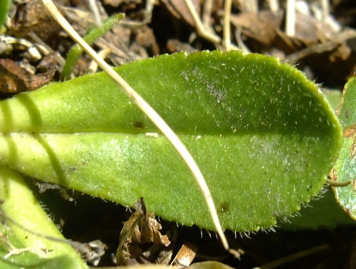 Veronica bellidioides 14