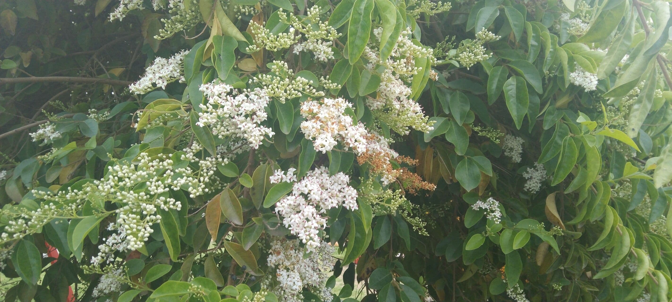 Ehretia 5