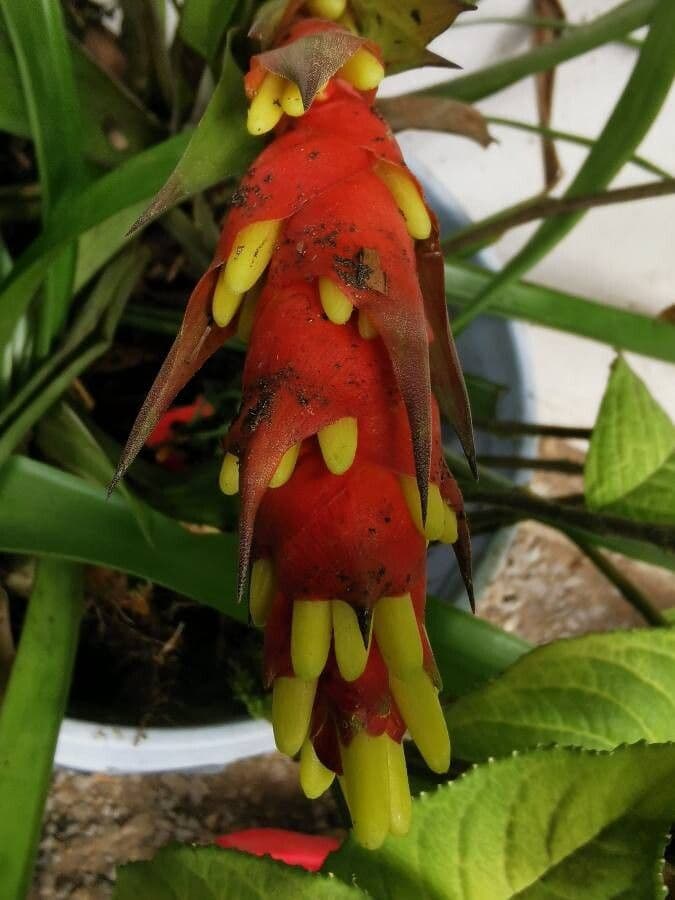 Guzmania monostachia