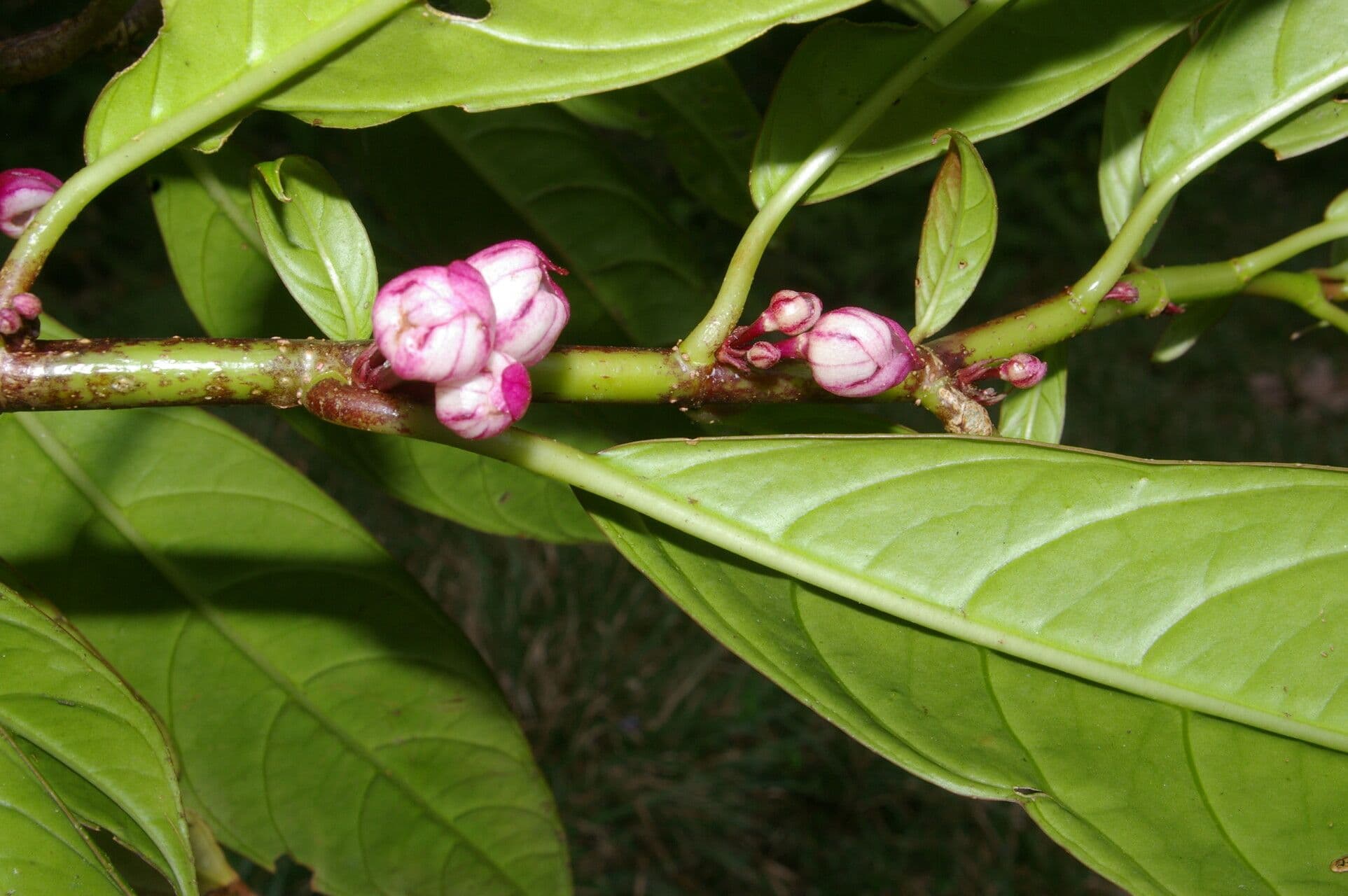 Drymonia 5