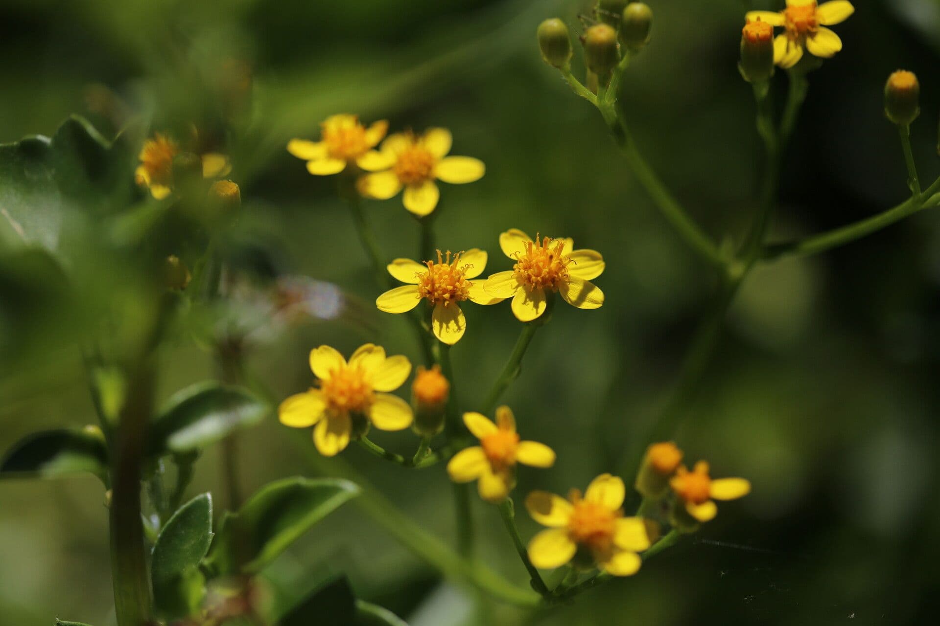 Senecio a foglie lineari 6