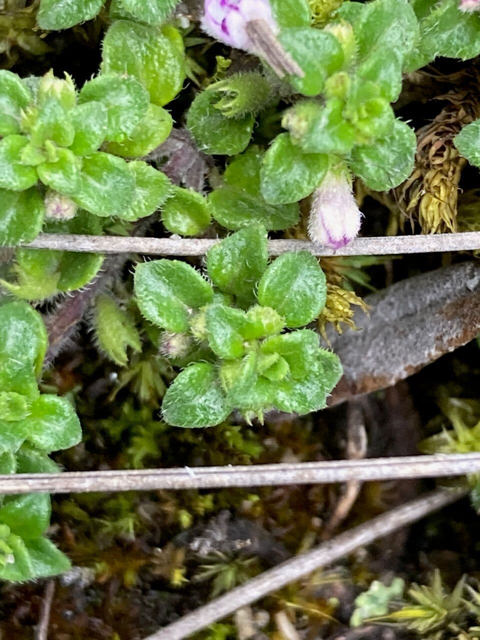 Berg-Steinquendel 8