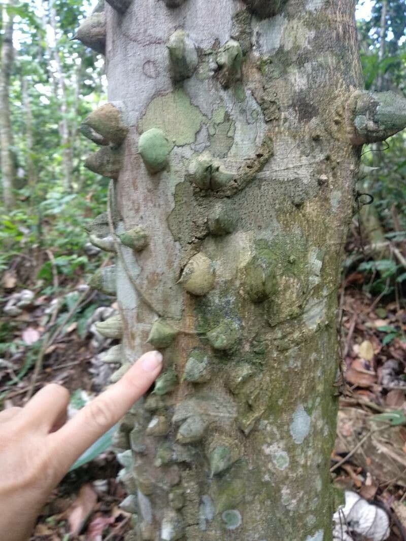 Zanthoxylum martinicense 2