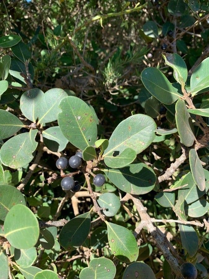 Sideroxylon