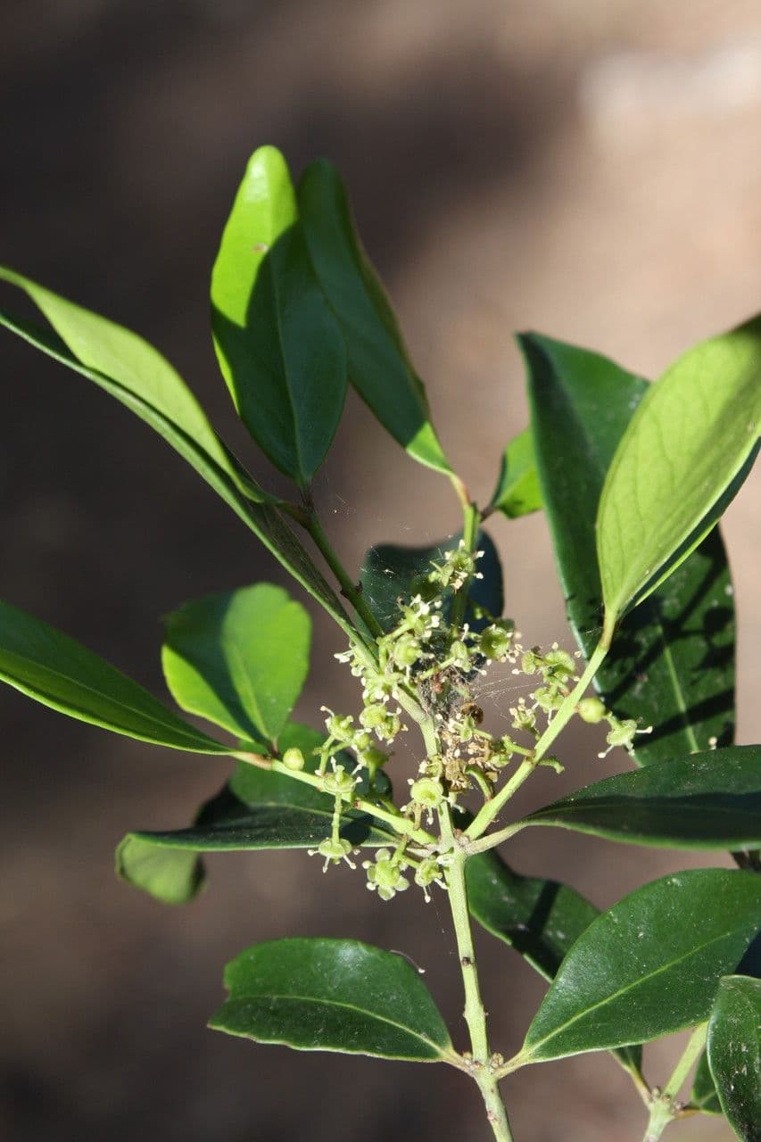 Pleurostylia 3