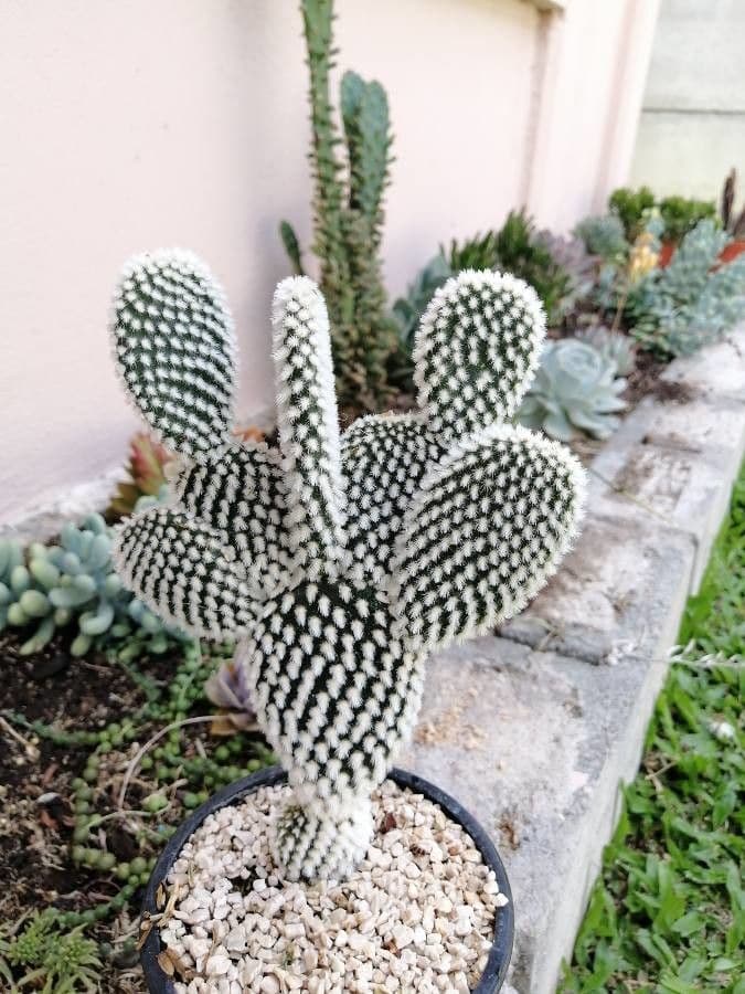 Nopal 20