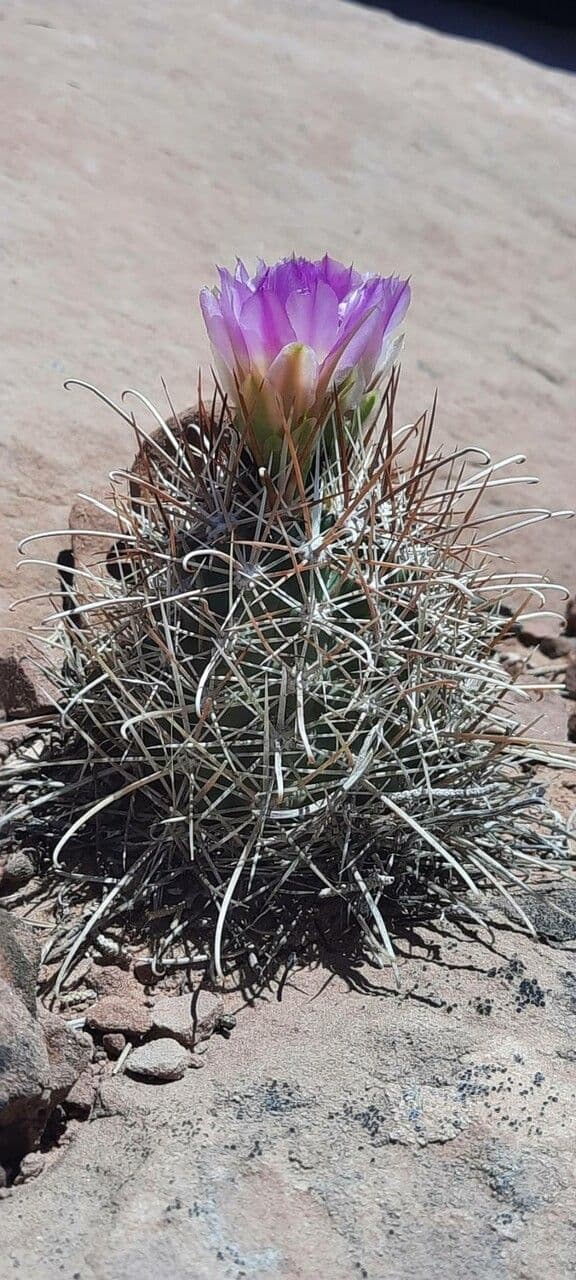 Cactus uncinato a fiore piccolo