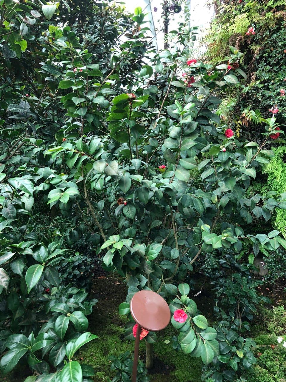 Camelia oleifera 14