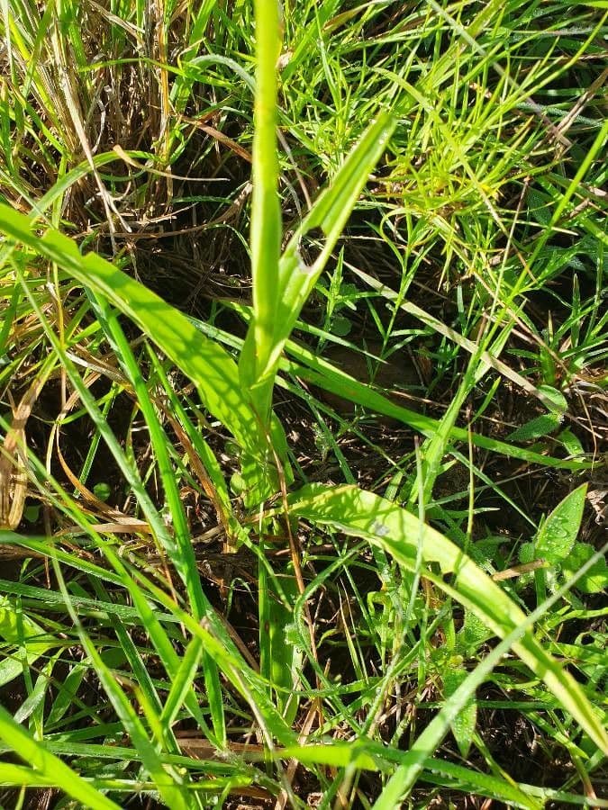 Habenaria 11