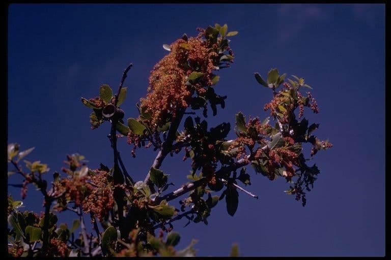 Quercia 7