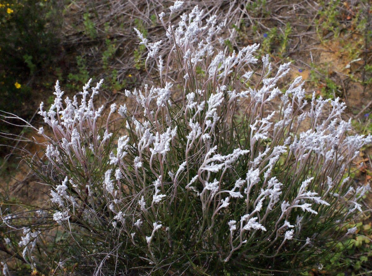 Conospermum stoechadis 2