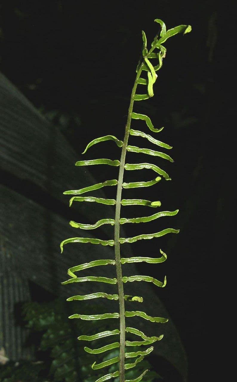 Lomariopsis 3