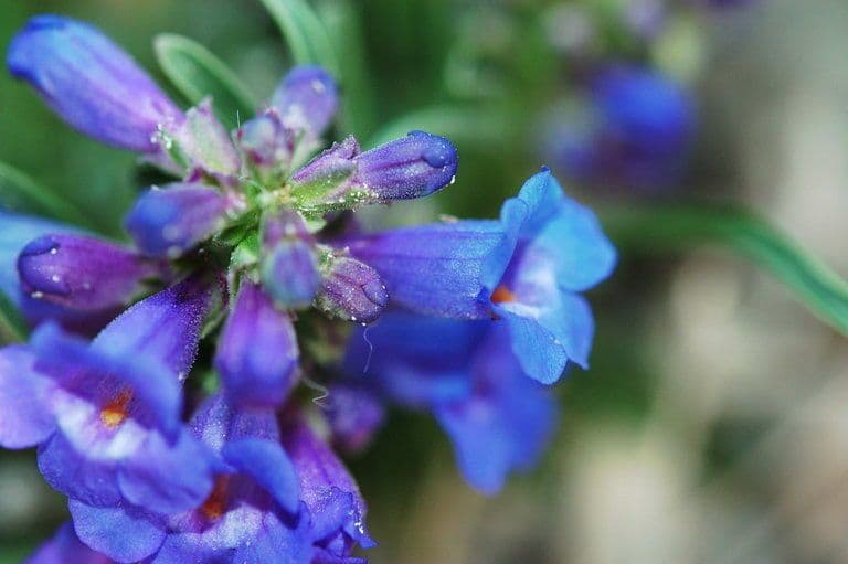 Penstemon 2