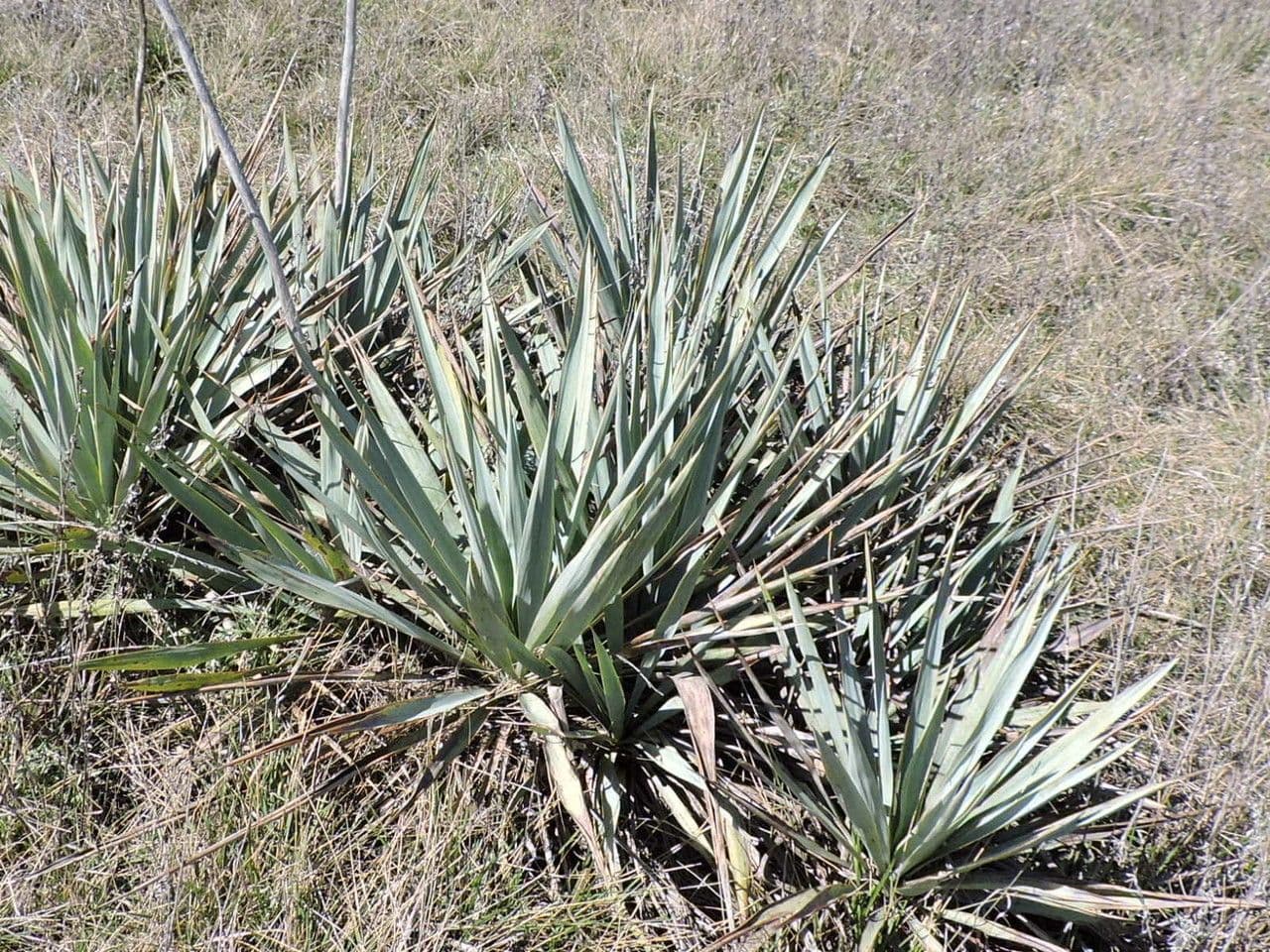 Yuca pallida 13