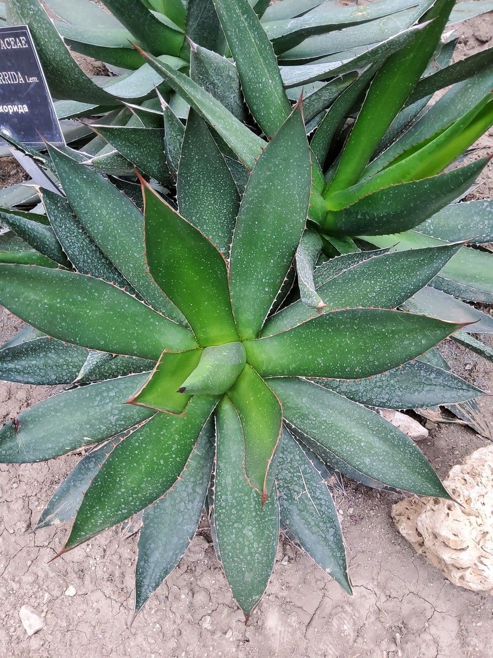 Agave