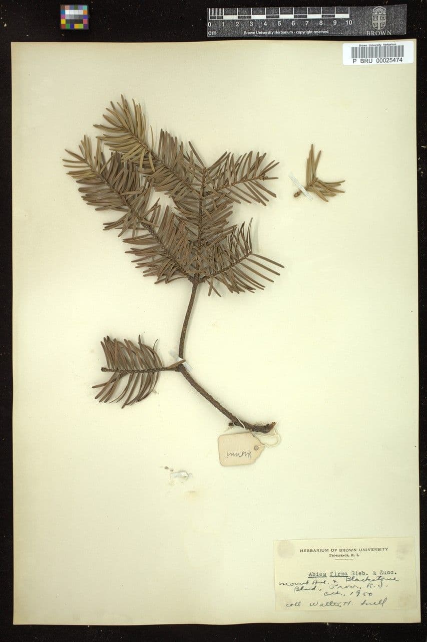 Abete giapponese 7