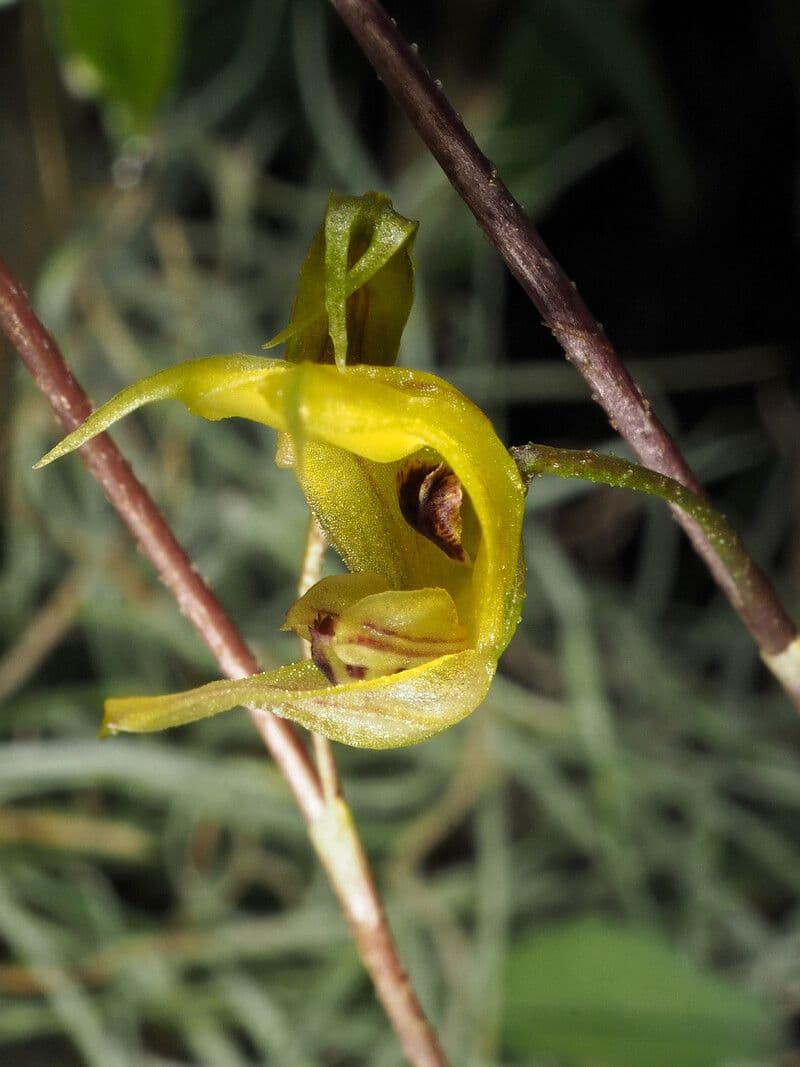 Scaphosepalum 4